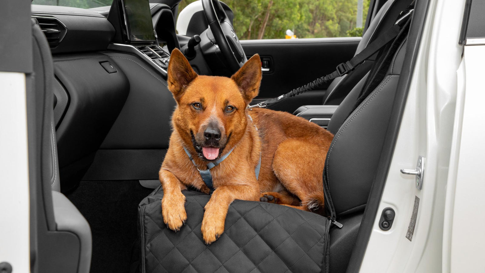 Pet Travel & Pet Supplies